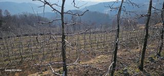 준농원님의 사과 · 영농일지 작성글 사진