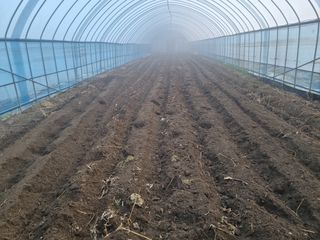 박덕환님의 고추 · 영농일지 작성글 사진