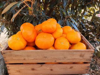 새달귤농장님의 3월 내 작물 자랑하기 · 참여글 작성글 사진