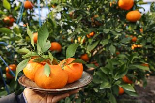 새달귤농장님의 3월 내 작물 자랑하기 · 참여글 작성글 사진