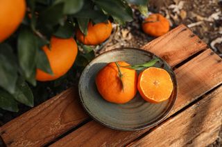 새달귤농장님의 3월 내 작물 자랑하기 · 참여글 작성글 사진