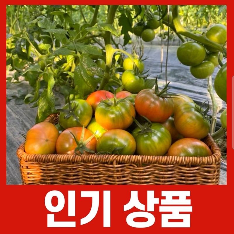 장터 상품 [부산 강서구 대저 짭짤이 토마토 2.5kg 사이즈s-ss-m] 썸네일