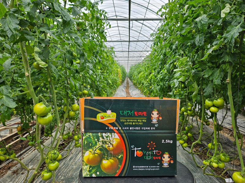 정길영님의 장터 판매 상품 [부산 강서구 대저 짭짤이 토마토 2.5kg 사이즈s-ss-m] 첨부 사진