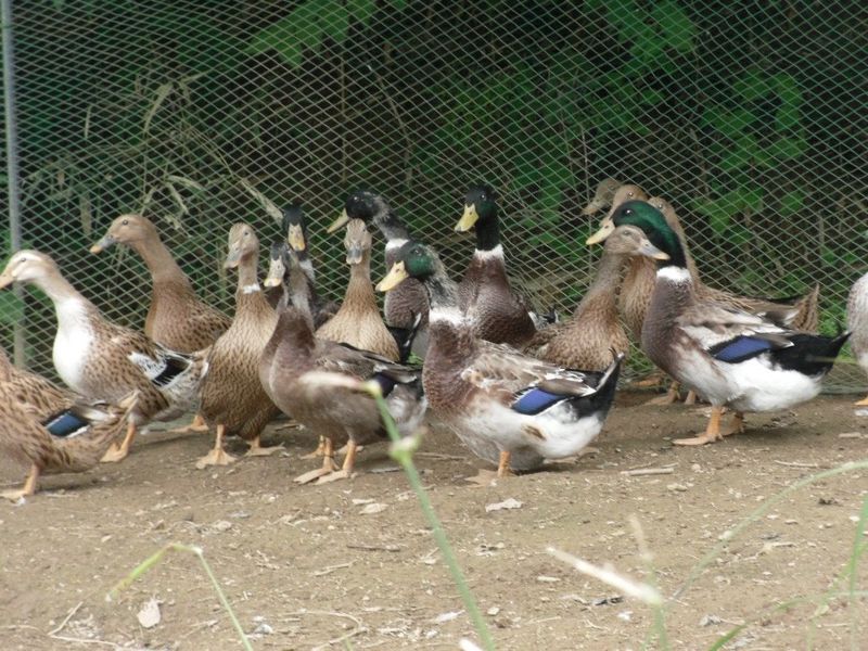 계초님의 장터 판매 상품 [청둥오리청란 부화용] 첨부 사진