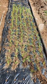 팜모닝 자유주제·자유게시판 게시글 이미지