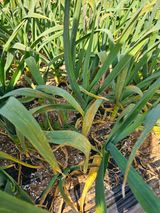 팜모닝 마늘·병해충상담 게시글 이미지