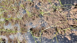 히말라야산동네님의 파 · 병해충상담 작성글 사진