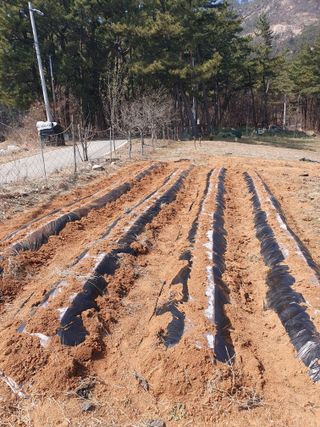 두릅나무10495님의 감자 · 영농일지 작성글 사진