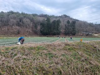 이재진님의 양파 · 자유게시판 작성글 사진