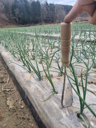 이재진님의 양파 · 자유게시판 작성글 사진