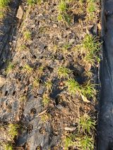 팜모닝 농사, 무엇이든 물어보세요!·참여글 게시글 이미지