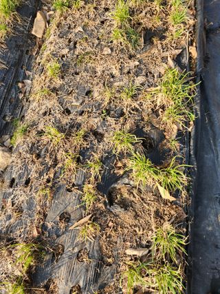 장인석님의 농사, 무엇이든 물어보세요! · 참여글 작성글 사진