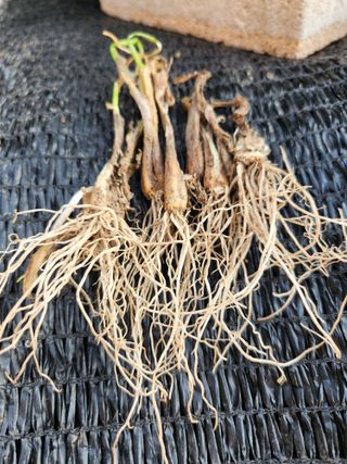 장인석님의 농사, 무엇이든 물어보세요! · 참여글 작성글 사진