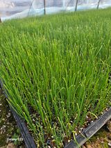 팜모닝 파·병해충상담 게시글 이미지