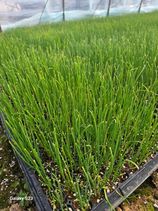 복숭아(이권민)님의 파 · 병해충상담 작성글 사진