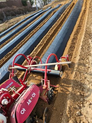 신신기루님의 감자 · 영농일지 작성글 사진