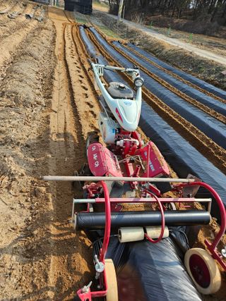 신신기루님의 감자 · 영농일지 작성글 사진