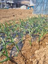 팜모닝 마늘·병해충상담 게시글 이미지