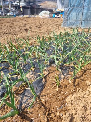 도시텃밭님의 마늘 · 병해충상담 작성글 사진