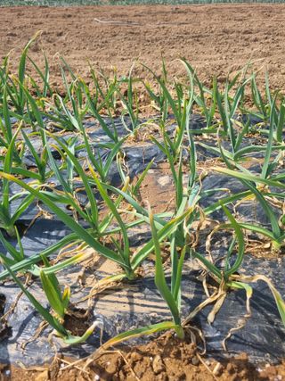 도시텃밭님의 마늘 · 병해충상담 작성글 사진