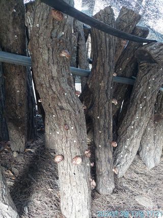 황대헌님의 3월 내 작물 자랑하기 · 참여글 작성글 사진