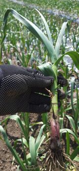 팜모닝 마늘·영농일지 게시글 이미지