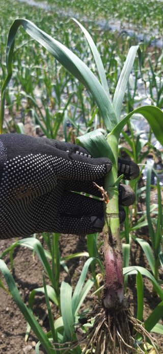 손인순님의 마늘 · 영농일지 작성글 사진