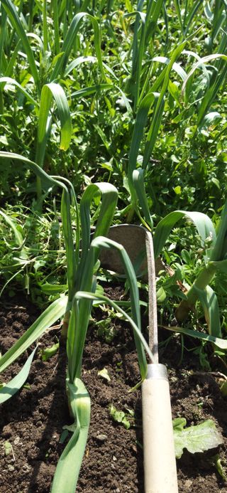 손인순님의 마늘 · 영농일지 작성글 사진