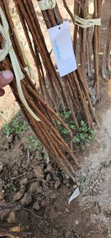 팜모닝 · 게시글 이미지