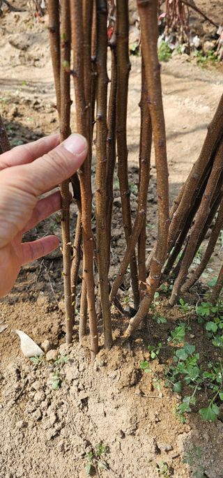 뿌리묘목농원님의 작성글 사진