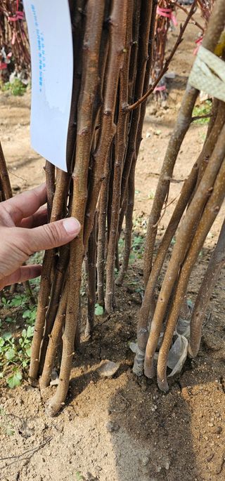 뿌리묘목농원님의 작성글 사진