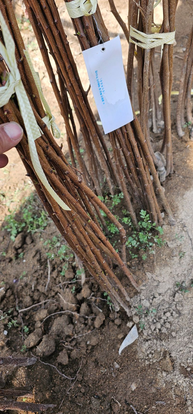 뿌리묘목농원님의 장터 판매 상품 [  심포니살구+자두 접목2년생(특묘)] 첨부 사진