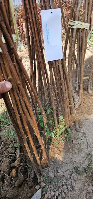 뿌리묘목농원님의 작성글 사진