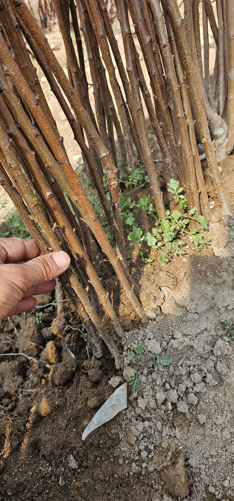 뿌리묘목농원님의 장터 판매 상품 [  심포니살구+자두 접목2년생(특묘)] 첨부 사진