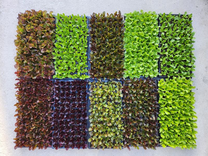 장터 상품 [상추모종 곱슬아삭 선풍포찹 모스트청쌈 삼복먹치마] 썸네일