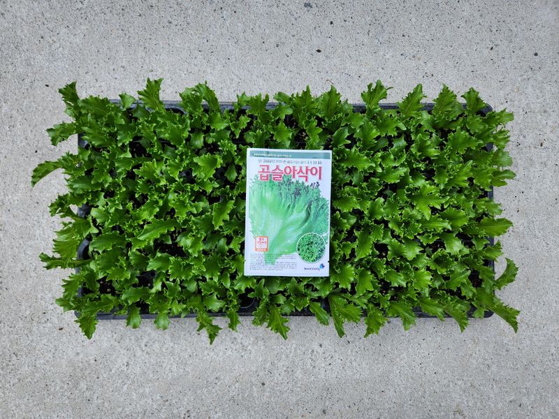 안산제일농약사님의 장터 판매 상품 [상추모종 곱슬아삭 선풍포찹 모스트청쌈 삼복먹치마] 첨부 사진