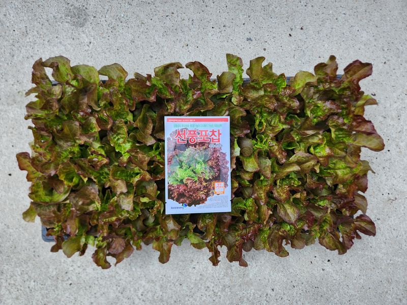 안산제일농약사님의 장터 판매 상품 [상추모종 곱슬아삭 선풍포찹 모스트청쌈 삼복먹치마] 첨부 사진