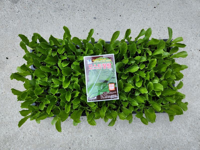 안산제일농약사님의 장터 판매 상품 [상추모종 곱슬아삭 선풍포찹 모스트청쌈 삼복먹치마] 첨부 사진