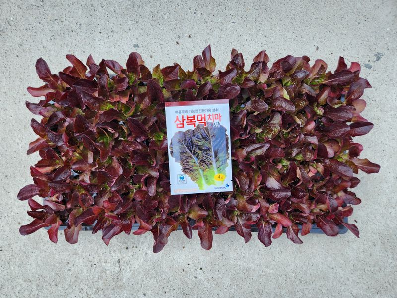 안산제일농약사님의 장터 판매 상품 [상추모종 곱슬아삭 선풍포찹 모스트청쌈 삼복먹치마] 첨부 사진