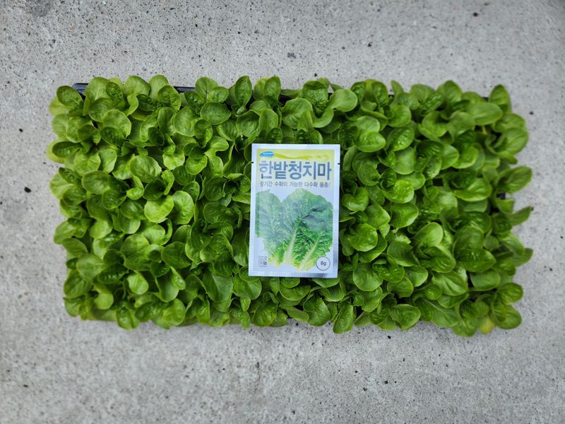 안산제일농약사님의 장터 판매 상품 [상추모종 곱슬아삭 선풍포찹 모스트청쌈 삼복먹치마] 첨부 사진