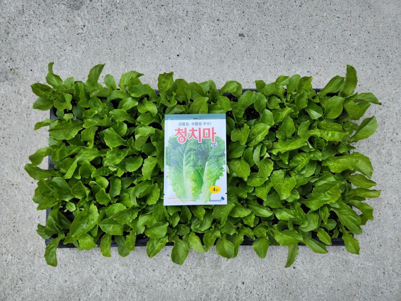 안산제일농약사님의 장터 판매 상품 [상추모종 곱슬아삭 선풍포찹 모스트청쌈 삼복먹치마] 첨부 사진