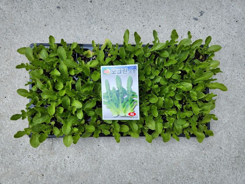 안산제일농약사님의 장터 판매 상품 [상추모종 곱슬아삭 선풍포찹 모스트청쌈 삼복먹치마] 첨부 사진