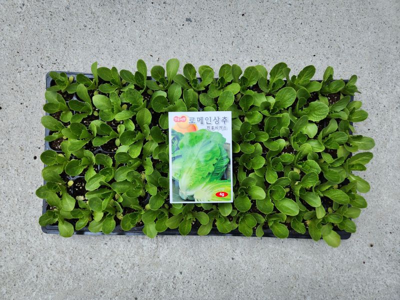 안산제일농약사님의 장터 판매 상품 [상추모종 곱슬아삭 선풍포찹 모스트청쌈 삼복먹치마] 첨부 사진