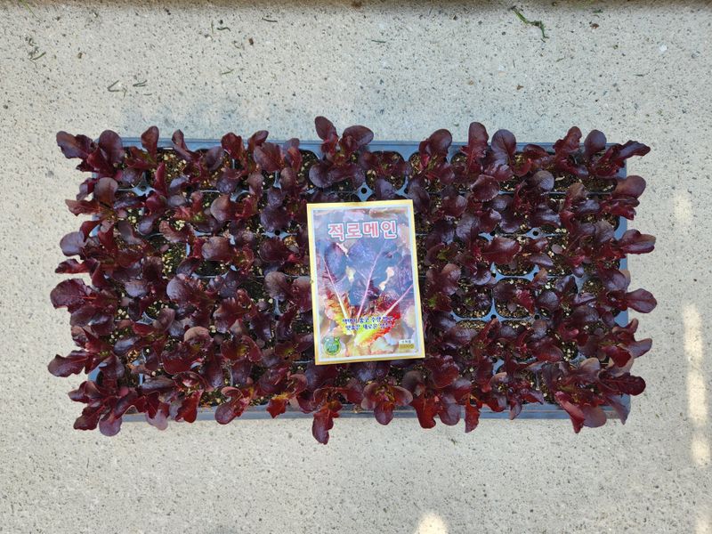 안산제일농약사님의 장터 판매 상품 [상추모종 곱슬아삭 선풍포찹 모스트청쌈 삼복먹치마] 첨부 사진