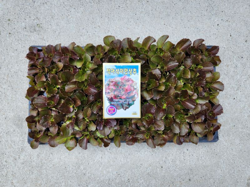 안산제일농약사님의 장터 판매 상품 [상추모종 곱슬아삭 선풍포찹 모스트청쌈 삼복먹치마] 첨부 사진
