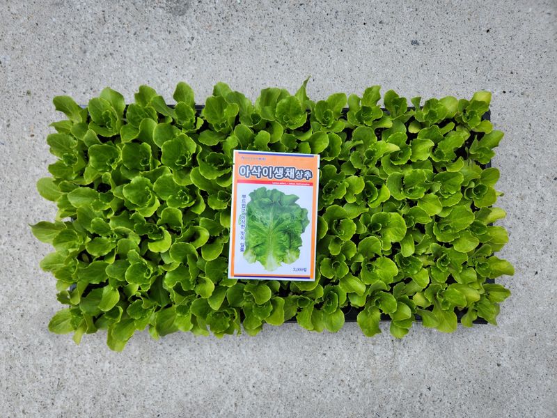 안산제일농약사님의 장터 판매 상품 [상추모종 곱슬아삭 선풍포찹 모스트청쌈 삼복먹치마] 첨부 사진