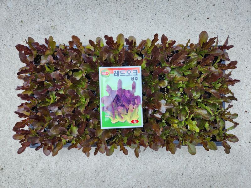 안산제일농약사님의 장터 판매 상품 [상추모종 곱슬아삭 선풍포찹 모스트청쌈 삼복먹치마] 첨부 사진