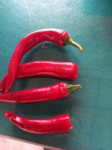 팜모닝 고추·병해충상담 게시글 이미지