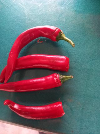 Jo조은섭5457님의 고추 · 병해충상담 작성글 사진