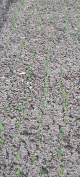 팜모닝 자유주제·자유게시판 게시글 이미지